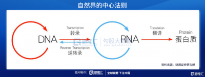 从生命的本质治疗疾病——核酸药物空间有多广？